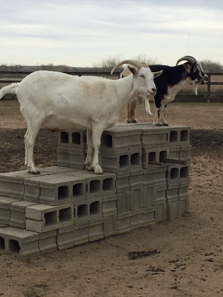 two goats standing atop platform