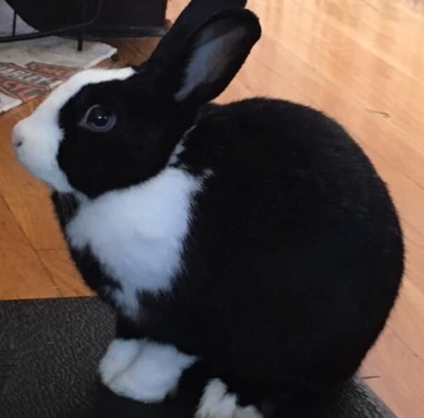 Reggie the black and white bunny, sitting