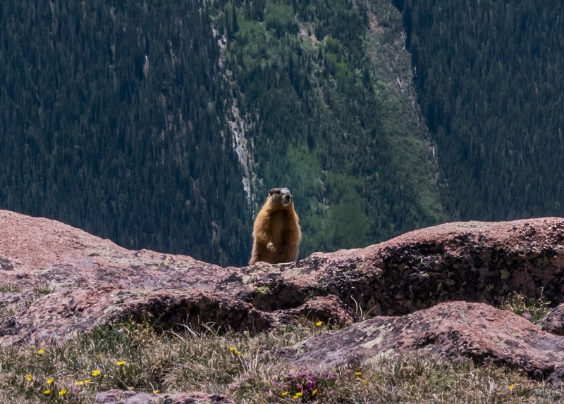 Marmot peering